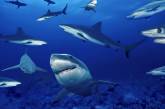 Самые страшные и опасные среди акул. ФОТО