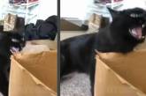Кот устроил истерику из-за пустой коробки. ВИДЕО