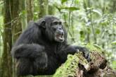Британские ученые смогли расшифровать язык жестов шимпанзе