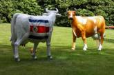 Голландские коровы-футболистки