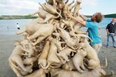 120 собак на ирландском пляже. ФОТО