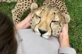 Девушка искусно укротила леопарда. ВИДЕО