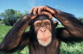 Британские ученые научились понимать шимпанзе