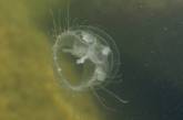 В реке Днепр обнаружены медузы. ВИДЕО