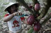 Плантации какао в Южном Сулавеси. ФОТО