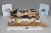 Тренировочные мертвые коты для начинающих ветеринаров. ФОТО