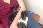 Курьезные снимки кошек, осознавших, что попали к ветеринару. ФОТО