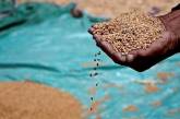   В Украине производство зерна сократилось вдвое