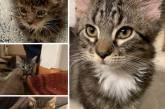 Милые котики до и после того, как их спасли от бездомной жизни. ФОТО