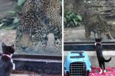 Бездомным животным устроили экскурсию по зоопарку. ФОТО