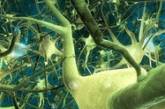Нервные клетки умеют общаться  