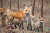 Милые и симпатичные лисы на снимках Бриттани Кроссман. ФОТО