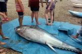 Туристки нашли голубого тунца стоимостью 1,7 миллиона долларов