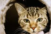 Спасший ребенка кот стал номинантом британской премии National Cat of the Year