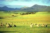Британские фермеры обвинили НЛО в нападении на овец