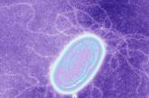 Ученые открыли бактерии, которые питаются электричеством