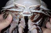 Как две капли: найден огромный морской таракан, уморительно похожий на Дарта Вейдера. ФОТО