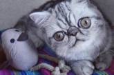 Котенок с самыми большими глазами завоевывает интернет. ФОТО