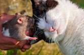 Дружба кошки и крысы умилила Сеть. ВИДЕО