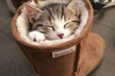 Забавные коты, которые нашли самые неподходящие места для сна