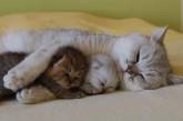 Так любить могут только мамы: Трогательные снимки кошачьей идиллии. ФОТО