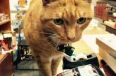 Знакомьтесь, кот Бобо - работник магазина. ФОТО