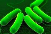 В США создали «мутантный» пробиотик для похудения