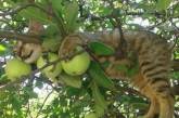 Эти котики в совершенстве овладели искусством спать на деревьях. ФОТО