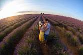 Цветущие лавандовые поля в Испании. ФОТО