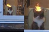 Видео с «горящим» котом взорвало Сеть. ФОТО