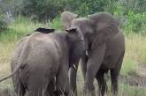 Как слоны выясняют отношения. ВИДЕО