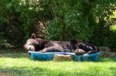 Огромный медведь пробрался на частный двор, чтобы искупаться и выспаться в бассейне