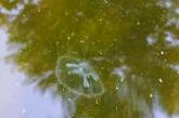 В Днепре появились ядовитые медузы, Фото, Видео