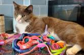 Вместо мышей: кошка жительницы Англии приносит домой плавательные очки