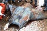 В Индии рыбаки случайно выловили 800-килограммового ската