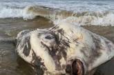 В Австралии на берег вынесло труп гигантского существа: фото