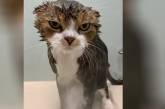 Суровый кот мужественно вытерпел процедуру купания. Видео