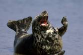 Смеющиеся тюлени — что может быть забавнее?
