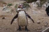 В Британском зоопарке пингвинам подарили генератор мыльных пузырей
