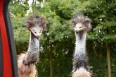 В Австралии страусам запретили заходить в паб. ФОТО