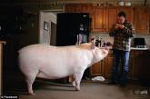 «Карликовая» свинья выросла до 300 килограммов, вынудив хозяев купить новый дом. ФОТО