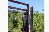 «Трюк скалолаза»: собака показала уникальные способности на заборе. ВИДЕО