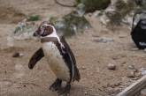 Пингвинам в зоопарке подарили генератор мыльных пузырей: такой детской радости никто от них не ждал. ВИДЕО