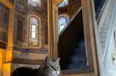 После поселения в Соборе в Стамбуле уличная кошка прославилась и «завела» аккаунт в Инстаграм. ФОТО