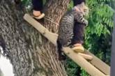 Городской кот побоялся спускаться с дерева и насмешил Сеть. ФОТО
