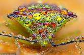 Жизнь насекомых: удивительные макрофотографии Александра Метта. ФОТО