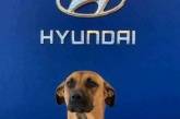 Беспородный пес Тусон начал продавать автомобили в Бразилии