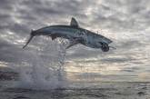 Огромная акула взлетела на пять метров над водой - и эти фото сделали ее "звездой". ФОТО
