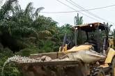 В Индонезии местные жители обезглавили 500-килограммового крокодила-демона. ВИДЕО