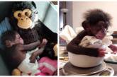 Мягкая игрушка заменила маленькому шимпанзе мать, когда настоящая его бросила. ФОТО